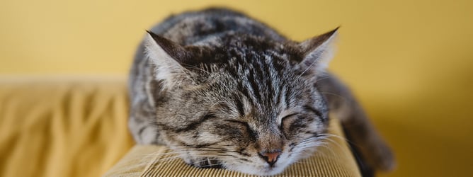 Close-up of sleeping cat's face, while laying on the arm of a sofa.