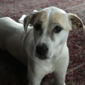 stella